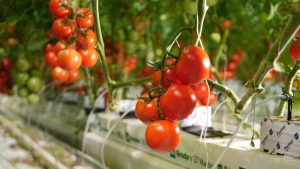 Leia mais sobre o artigo Estufa de vidro é alternativa  sustentável e mais barata para a produção de tomate
