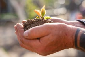 Leia mais sobre o artigo O que é Agricultura Regenerativa e como ela colabora com o meio ambiente?