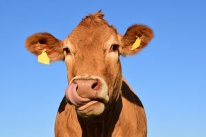 Leia mais sobre o artigo Vacas com dieta a base de cannabis produzem leite “alucinógeno”