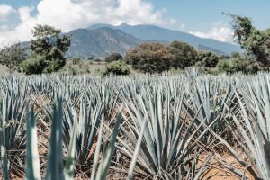 Leia mais sobre o artigo Agave, a planta da tequila, promete promover biorevolução no Sertão brasileiro