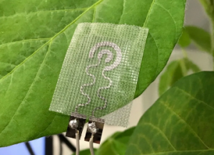 Leia mais sobre o artigo Novo sensor pode ser fixado em folhas para monitorar perda de água em culturas agrícolas