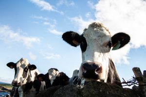 Leia mais sobre o artigo Startup desenvolve tradutor de vacas e capta R$ 5,9 milhões em crowdfunding