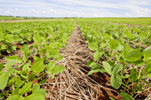 Leia mais sobre o artigo Novo Plantio Direto pode trazer mais economia e sustentabilidade à agricultura
