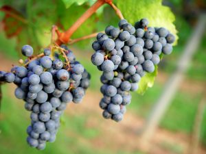 Leia mais sobre o artigo Agricultura de precisão garante mais qualidade e sabor ao vinho