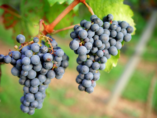 Agricultura de precisão na produção de uvas