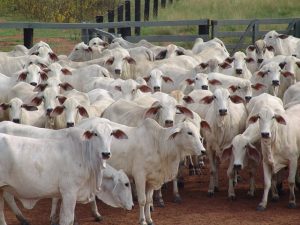 Leia mais sobre o artigo Ministério da Agricultura investiga suspeita de vaca louca