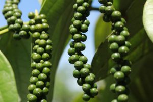 Leia mais sobre o artigo Plantio de árvores garante sustentabilidade e economia ao cultivo da pimenta-do-reino