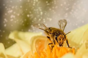 Leia mais sobre o artigo Uso de celulares afeta diretamente as abelhas, diz estudo