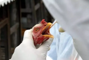 Leia mais sobre o artigo Dois casos de gripe aviária foram registrados em humanos