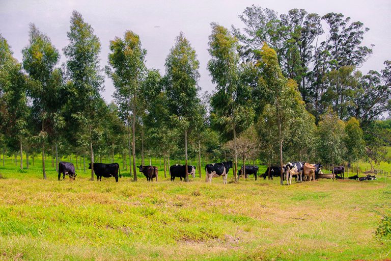 Pecuária de leite no Brasil gera baixa emissão de carbono