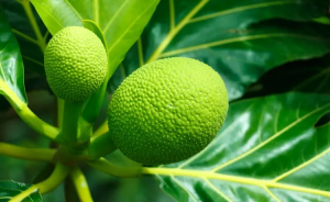 Leia mais sobre o artigo Fruta-pão é rica em nutrientes, pode virar farinha e sua origem é cercada por lendas