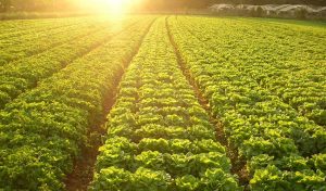 Leia mais sobre o artigo Agricultura sustentável no Brasil desperta interesse internacional