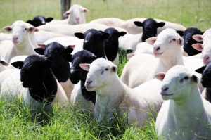 Leia mais sobre o artigo Ciência proporciona novas perspectivas na criação de caprinos e ovinos