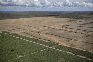 Leia mais sobre o artigo Nova lei antidesmatamento na Europa: o que muda no Brasil?