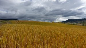 Leia mais sobre o artigo El Niño pode trazer maior prejuízo financeiro da história; e como fica o agro?