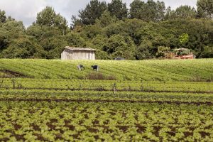 Leia mais sobre o artigo Governo do Paraná publica edital de R$ 31,5 milhões para apoiar agricultura familiar