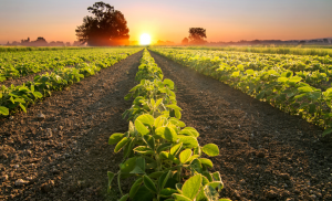 Leia mais sobre o artigo Calendário de semeadura da soja é alterado em cinco estados