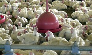 Leia mais sobre o artigo Japão suspende importações de frango do MS após caso de gripe aviária