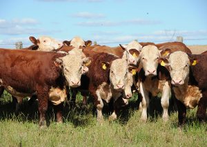 Leia mais sobre o artigo Tecnologia da Embrapa pode prever rebanhos bovinos que terão carne de alta qualidade