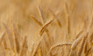 Leia mais sobre o artigo Governo disponibiliza R$ 400 milhões para estimular a comercialização de trigo em grãos