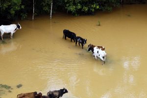 Leia mais sobre o artigo Paraná cria iniciativa para atender animais em desastres