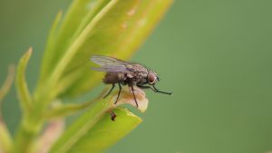 Leia mais sobre o artigo Saliva de mosca tem potencial para produzir energia sustentável