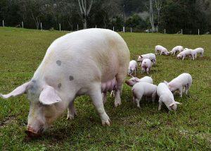 Leia mais sobre o artigo Brasil tem o menor custo de produção de suínos entre 17 países