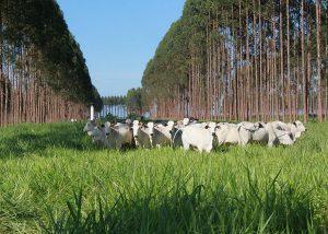 Leia mais sobre o artigo Pesquisa da Embrapa revela protagonismo do Brasil na pecuária sustentável do futuro