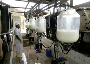 Leia mais sobre o artigo Atividade leiteira fecha ano com preços em baixa