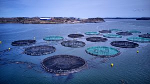 Leia mais sobre o artigo Aquicultura sustentável na terra do bacalhau e do salmão: uma revolução em curso