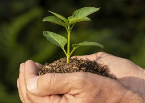 Leia mais sobre o artigo Agroecologia e agricultura familiar: estratégias contra a fome e mudanças climáticas