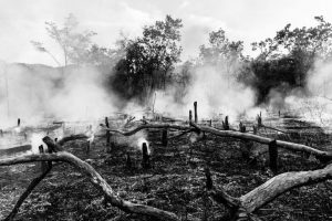 Leia mais sobre o artigo O Impacto Devastador das Queimadas no Agronegócio Brasileiro